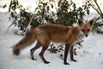 Fox standing on snow covered land