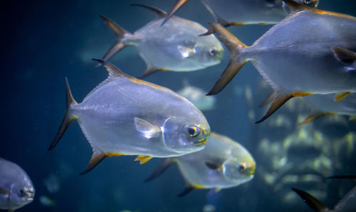 Fish swimming in sea