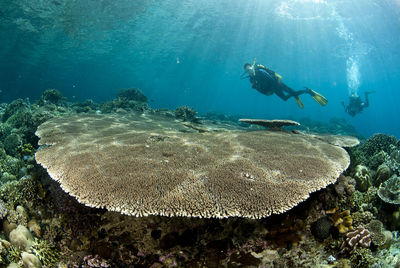 Person scuba diving in sea