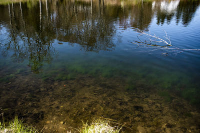 High angle view of plants in lake