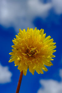 Close-up of yellow flower against sky