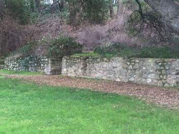 Scenic view of grass and trees