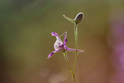 Close-up of pink flowering plant