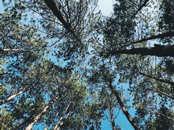 Low angle view of trees against sky