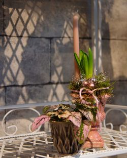 Close-up of potted plants in basket against wall