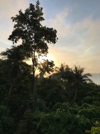 Low angle view of coconut palm trees against sky during sunset