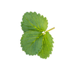 High angle view of leaves against white background