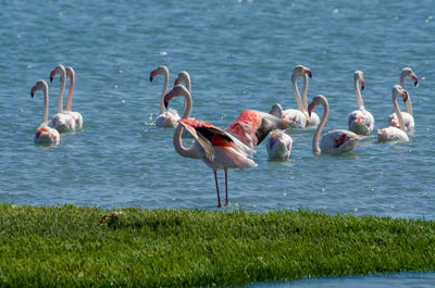 Pink flamingo birds in lagoon near luderitz, namibia