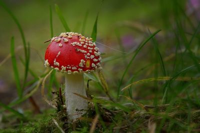 Close-up of fly agaric mushroom on field
