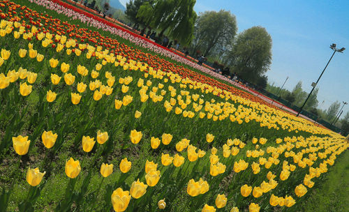 Scenic view of yellow flower on field against sky