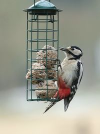 Close-up of bird perching on feeder