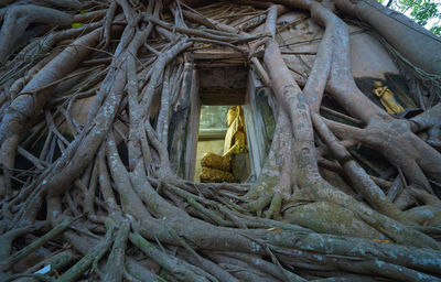 Low angle view of tree roots against building