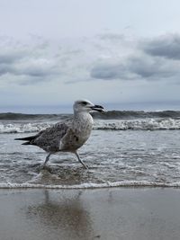 Seagull on a beach