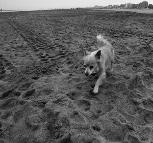 Dog on field