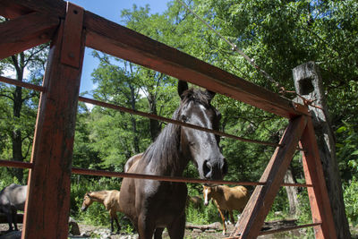 View of horse in stable