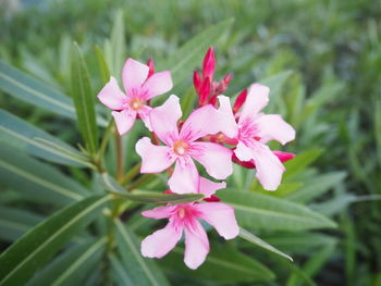 Close-up of pink flowering plant