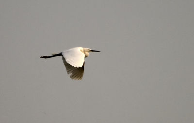 Low angle view of bird flying in sky