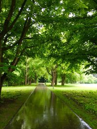 Scenic view of trees in park