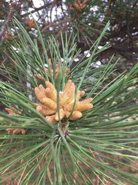 Close-up of pine tree on field