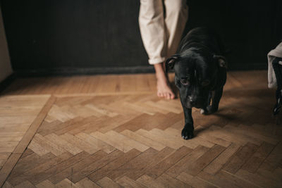 Low section of dog on hardwood floor at home