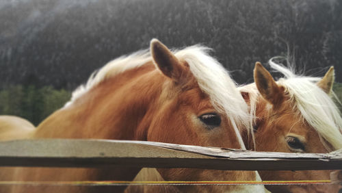 Horses standing by fence