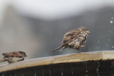 Low angle view of birds perching on fountain