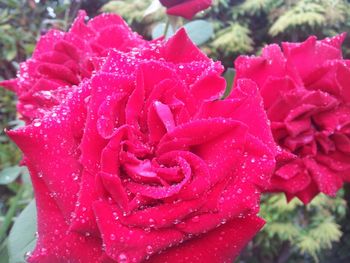 Close-up of pink rose