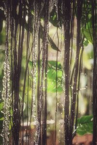 Close-up of wet plants in rainy season