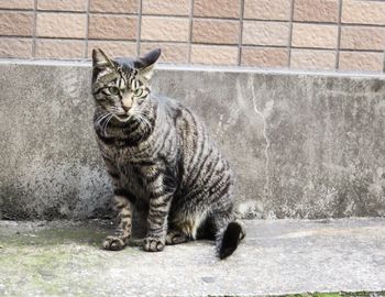 Cat sitting on sidewalk