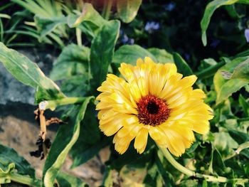 Close-up of yellow flower