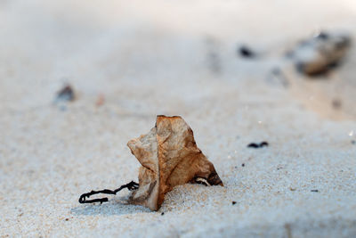 High angle view of dried leaf on sand