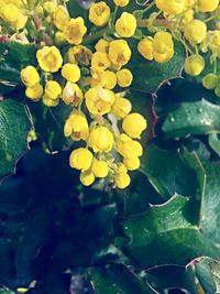 Close-up of yellow flowers