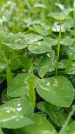 Close-up of water drops on plant