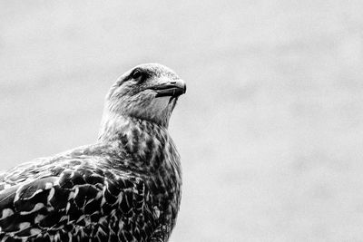 Close-up of a bird looking away