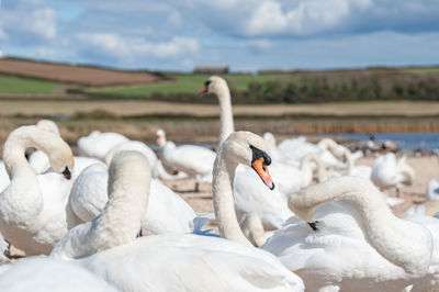 Swans in lake