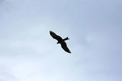 Low angle view of eagle flying against sky