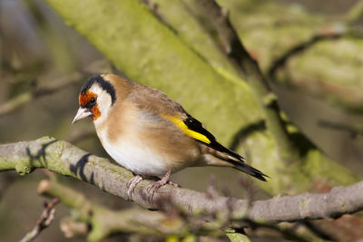 Close-up of bird perching on branch