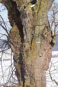 Close-up of tree trunk in forest