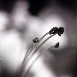 Close-up of plant against blurred background