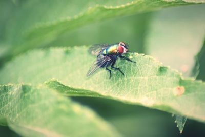 Close-up of fly on leaf