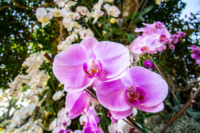 Close-up of pink flowering plant