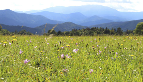 Flowering plants on field against mountains