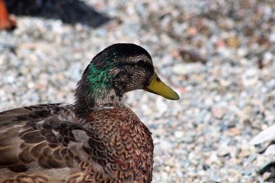 Close-up of bird