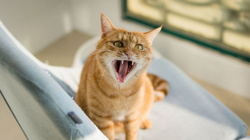 Portrait of cat yawning