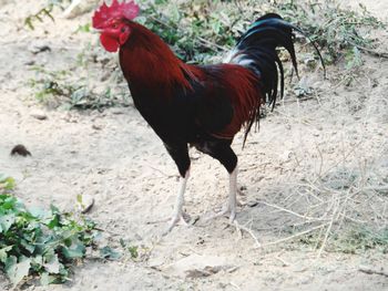 Close-up of rooster on field