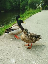 Mallard duck on the road