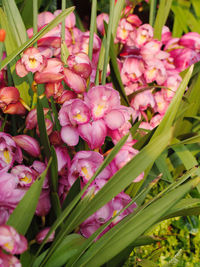 Close-up of pink flowering plant