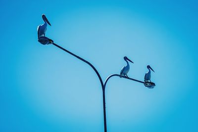 Low angle view of pelican perched on streetlight