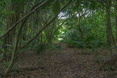 Trees in forest