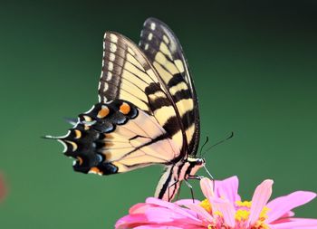 Close-up of butterfly pollinating on pink flower